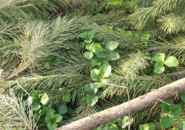 paillage éphédra