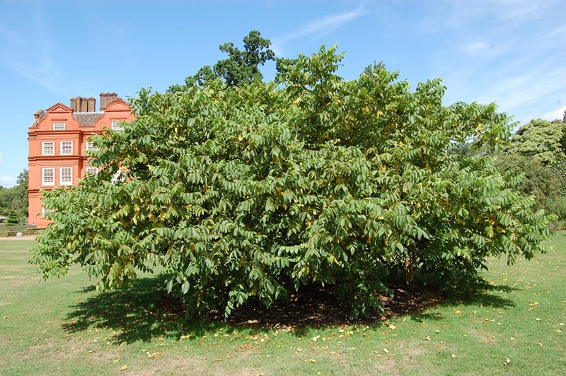 madera de nogal gris