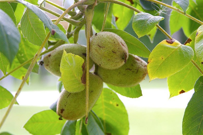 el fruto de la nuez gris