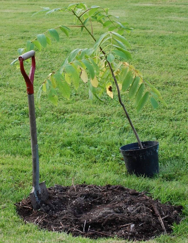 plantar una plántula