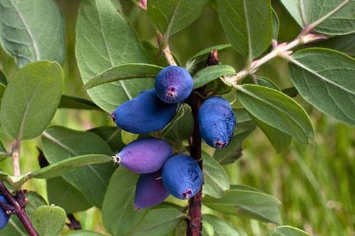 bayas de madreselva medicinales