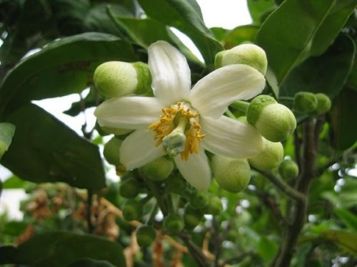 pomelo en fleurs