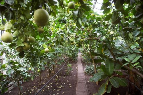 pomelo dans la serre