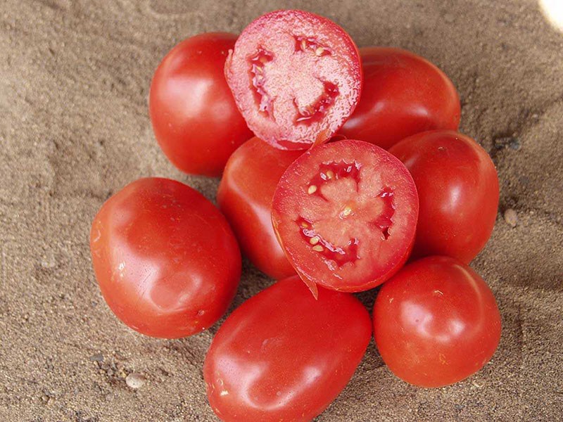 frutos carnosos de tomates