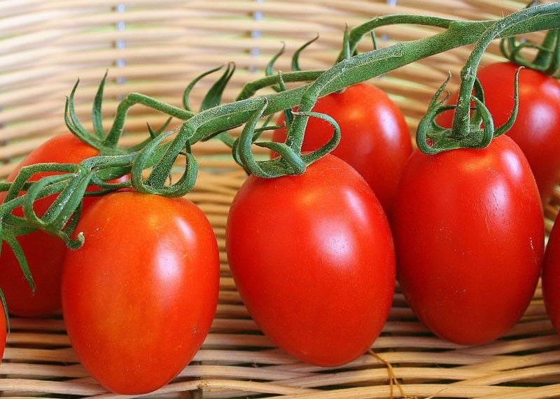 tomate de alto rendimiento