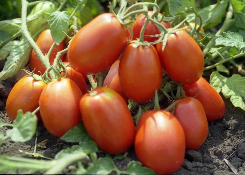 tomate rio grande de alto rendimiento
