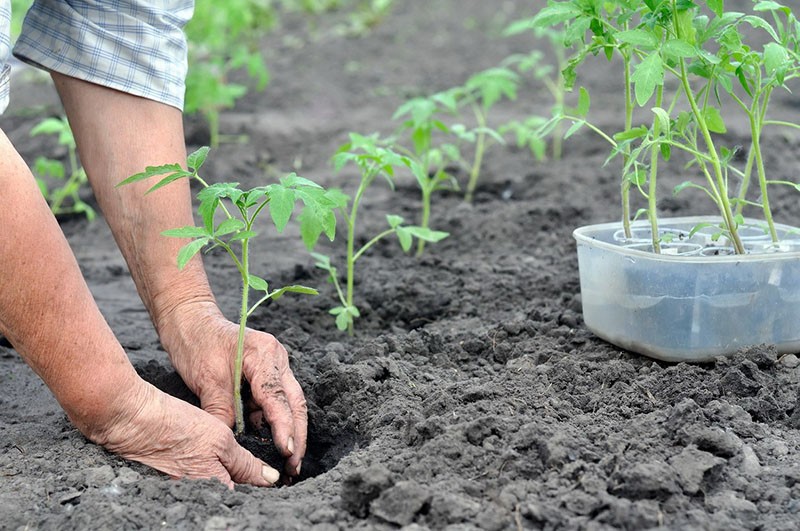 tomate de trasplante