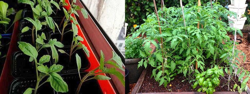 tomate rio grande en la parcela