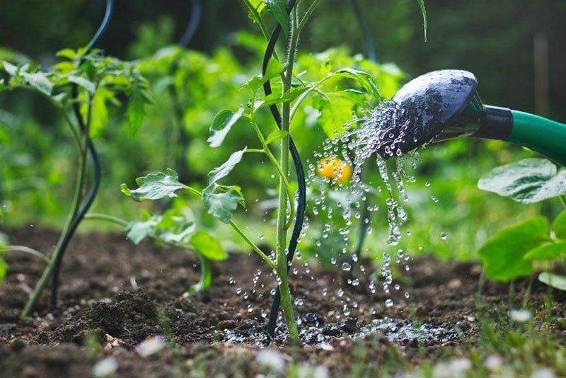 cuidado del tomate