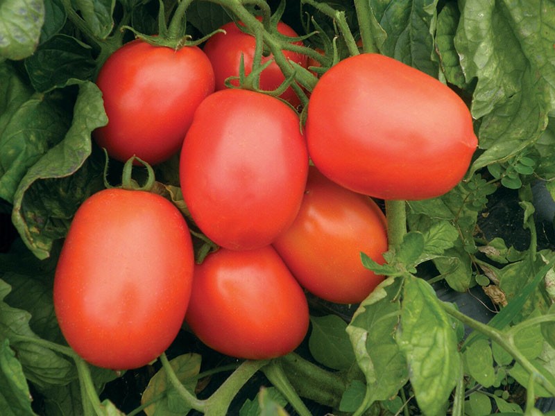los tomates maduran