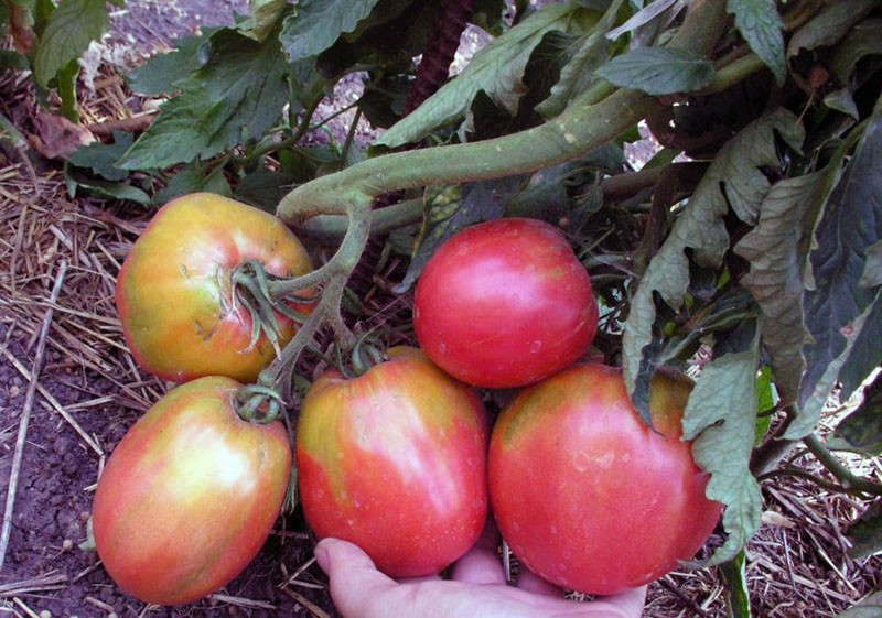 variedad de alto rendimiento