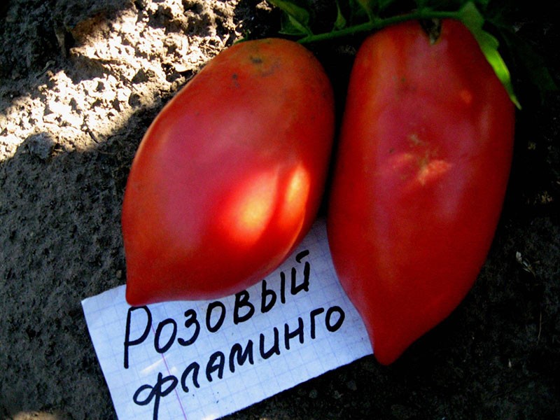 flamenco rosado de tomate