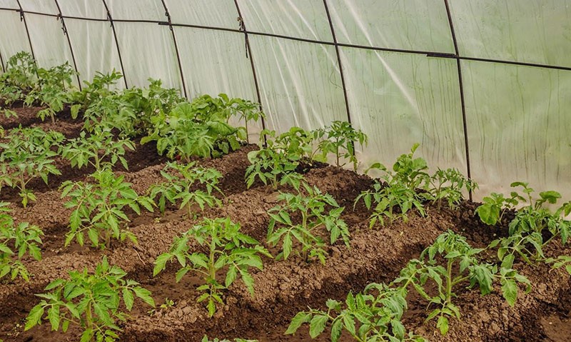 cultivo de tomates en invernadero