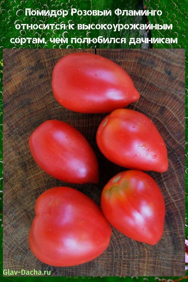 flamenco rosado de tomate