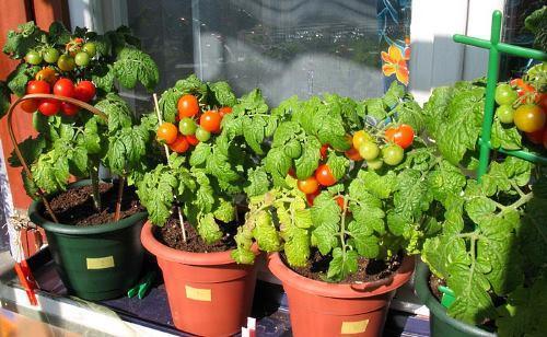 Tomates cerises à faible croissance sur le rebord de la fenêtre - photo
