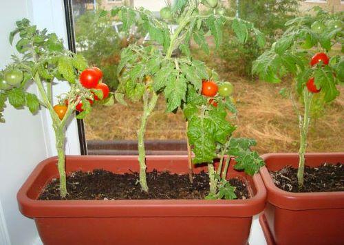 Sur la photo, des tomates cerises en pots cultivées sur un rebord de fenêtre