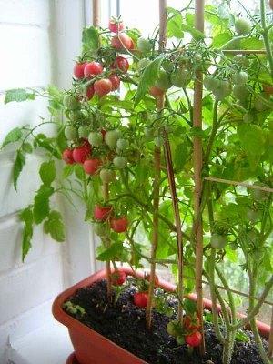 Sur la photo sont de grandes tomates cerises