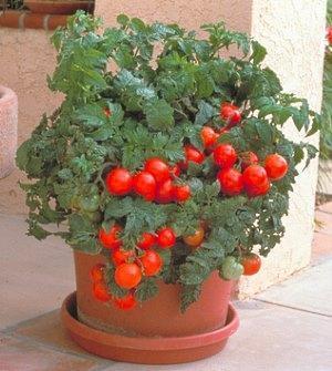 La photo montre une récolte abondante de tomates cerises cultivées en pots
