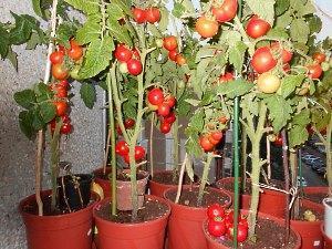 La photo montre une grande variété de tomates cerises cultivées dans des pots de fleurs