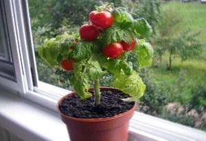 Sur la photo, des tomates cerises trop petites sur le rebord de la fenêtre