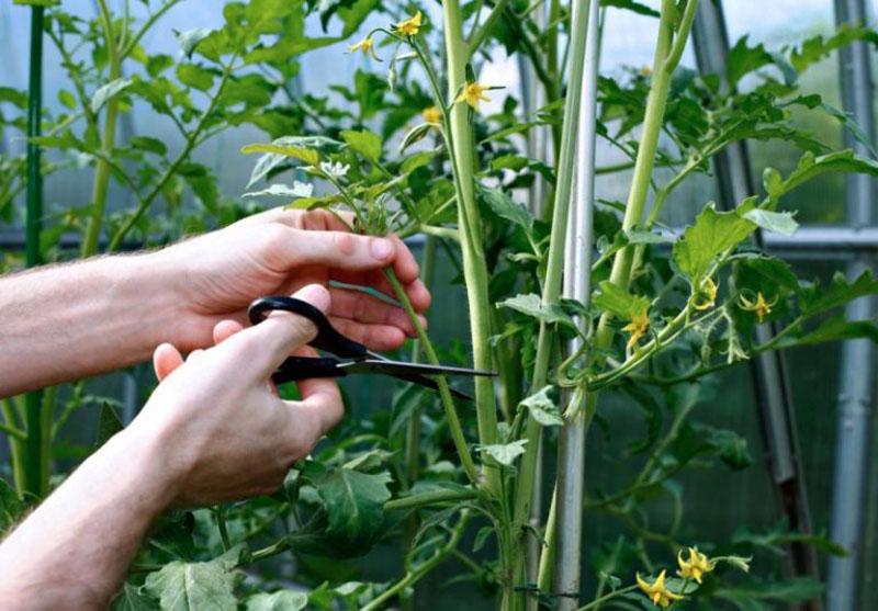 formación de arbustos de tomate