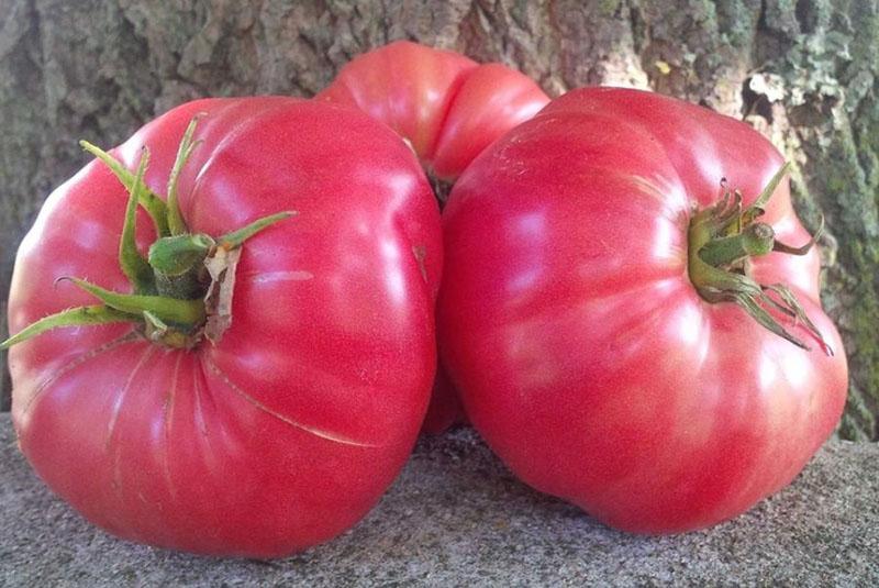 gros fruits juteux de bison à sucre de tomate