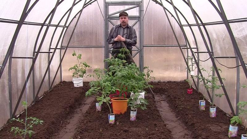 trasplante de tomates bisonte de azúcar