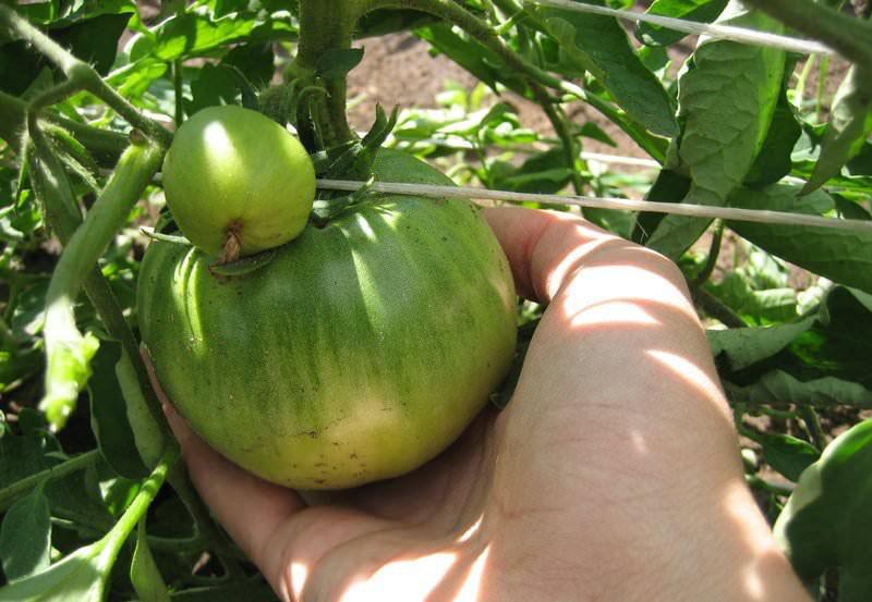 cuidado del tomate de invernadero