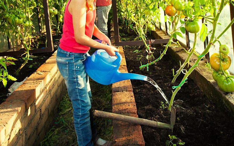 arroser les tomates