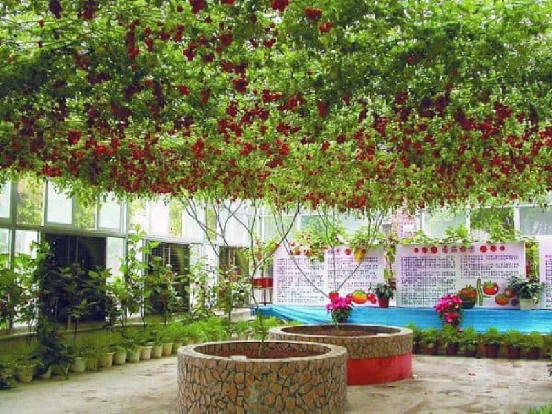 como da fruto el tamarillo