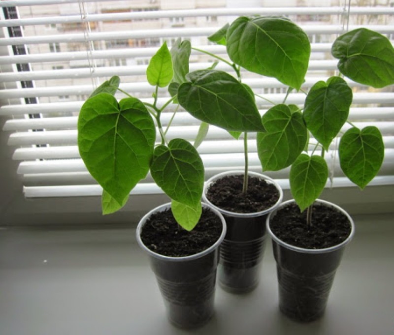 plántulas de tomate
