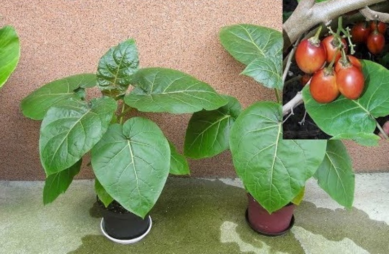 árbol de tomate en casa