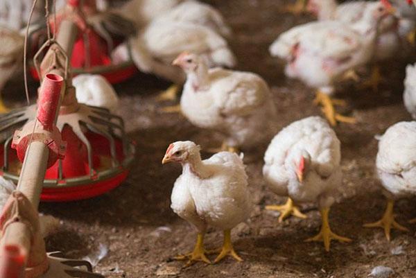 En cas de diarrhée chez les poulets de chair, il est nécessaire de désinfecter toute la pièce, mangeoires et abreuvoirs