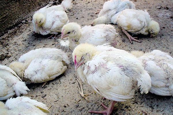 Ayant trouvé de la diarrhée chez les poulets de chair, il est urgent de commencer le traitement.