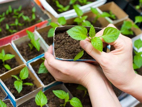 plantules solides