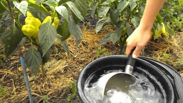 levure pour légumes