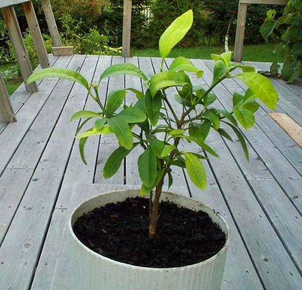 El limón se puede exhibir en la terraza en verano.