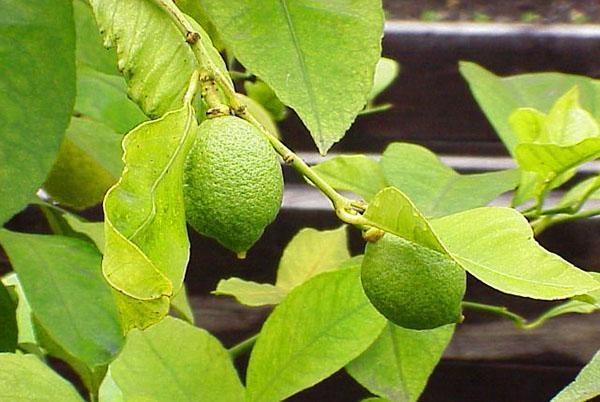 Con el riego y el aderezo adecuados, el limón de Meyer comienza a dar frutos.