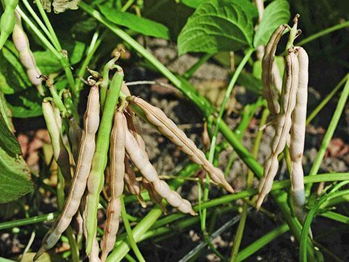 Los frijoles adzuki se cultivan principalmente en la región asiática