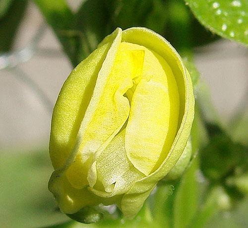 Frijoles adzuki en flor