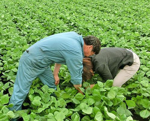 Campo de frijoles adzuki