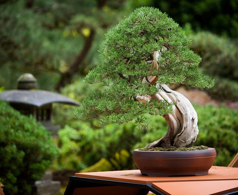 estilos bonsai