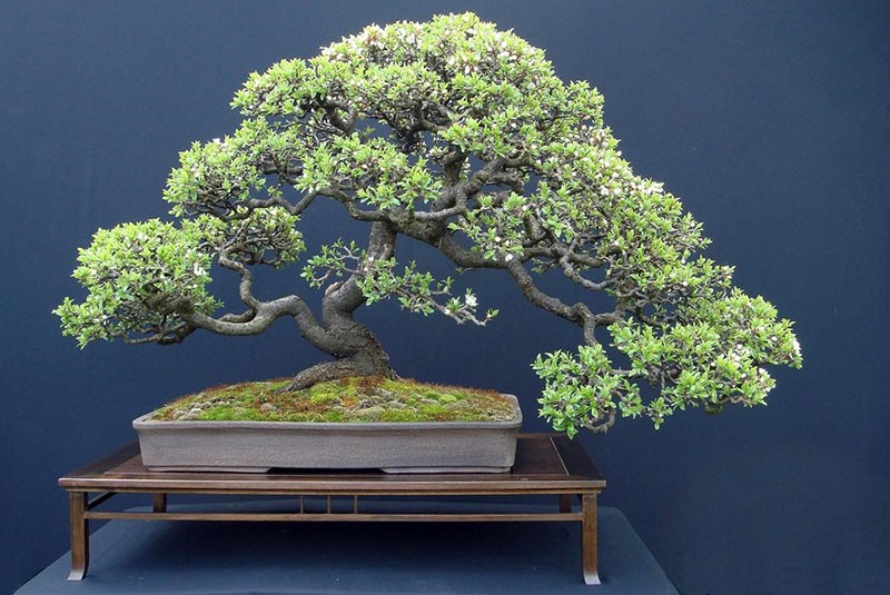 estilos bonsai