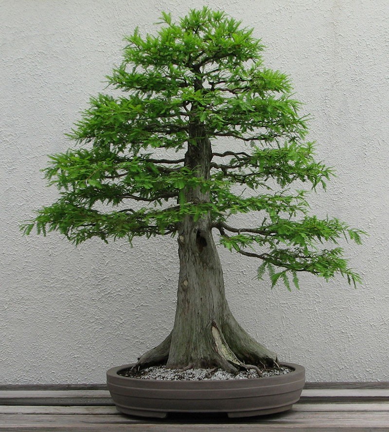 tekkan de style bonsaï