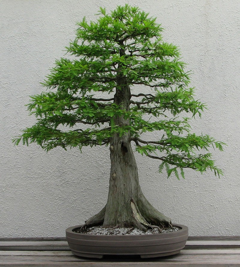 bonsai estilo tekkan