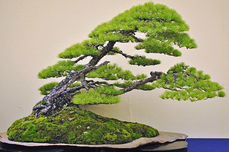 estilo bonsai oblicuo