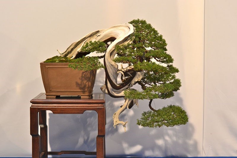 bonsai estilo kengai