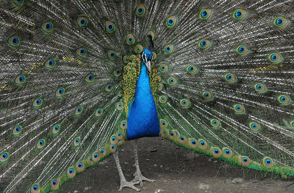 pavo real indio