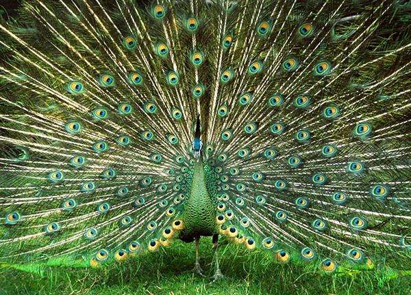 pavo real verde