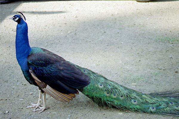 pavo real de hombros negros